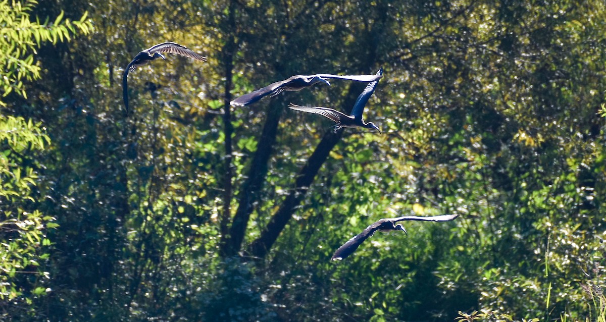 Glossy Ibis - ML480265891
