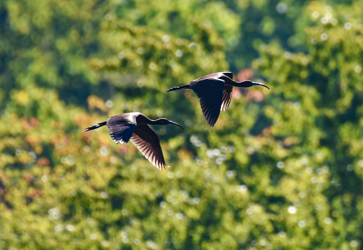 Glossy Ibis - ML480265901