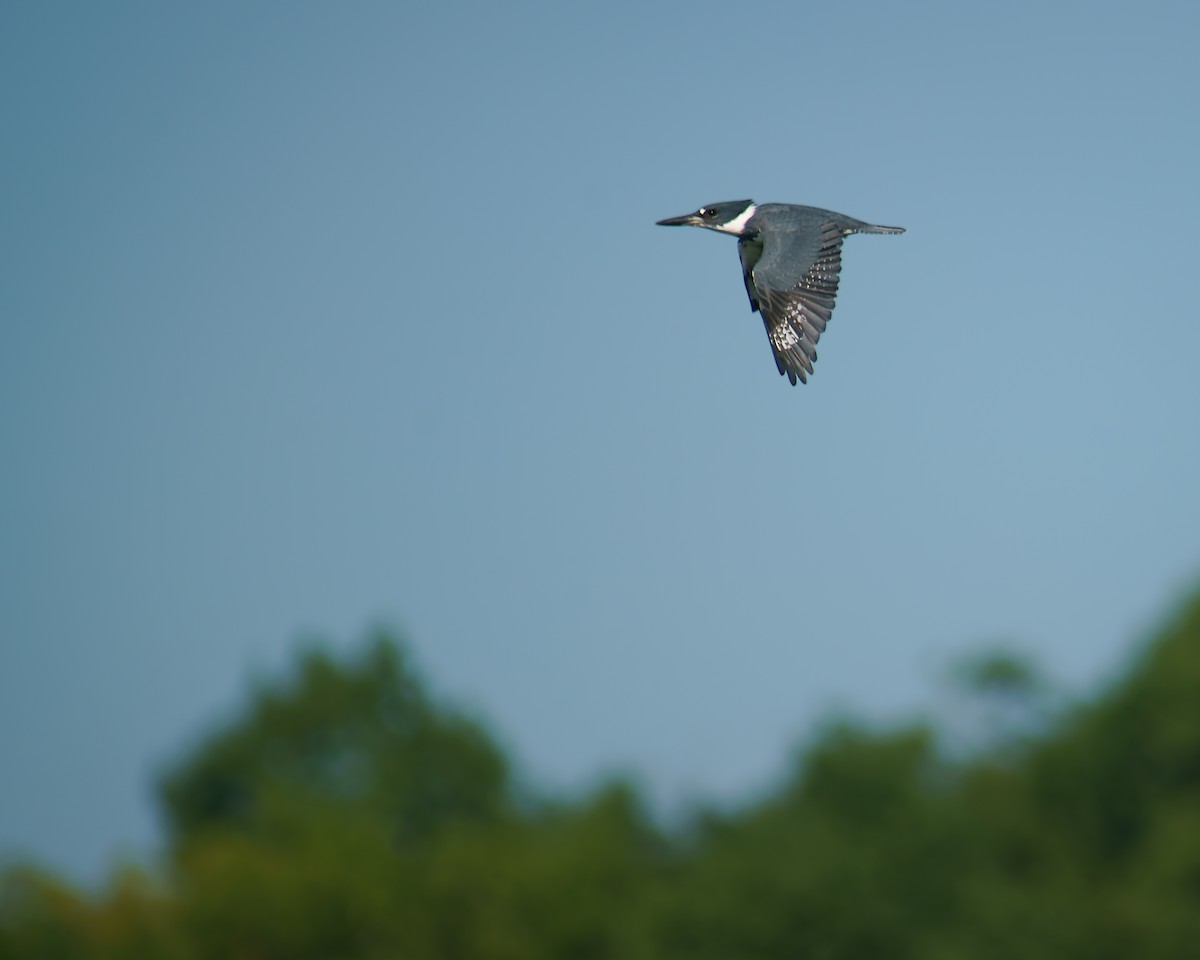 Belted Kingfisher - ML480266241