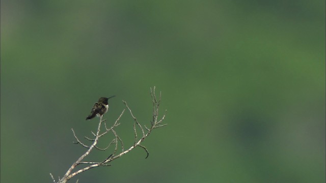 Colibri à gorge noire - ML480267