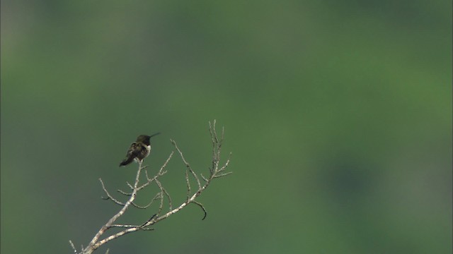 Colibrí Gorjinegro - ML480267