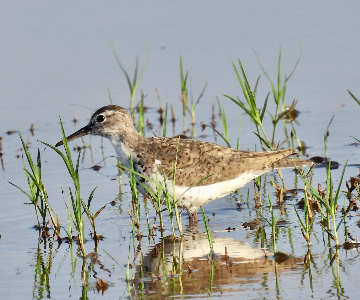 Spotted Sandpiper - ML480267271