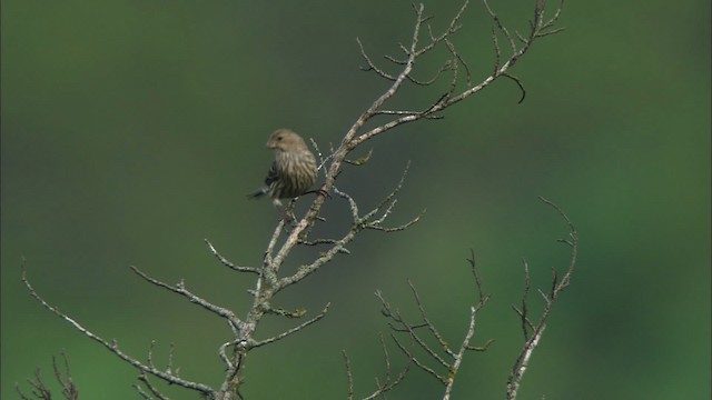 House Finch - ML480269