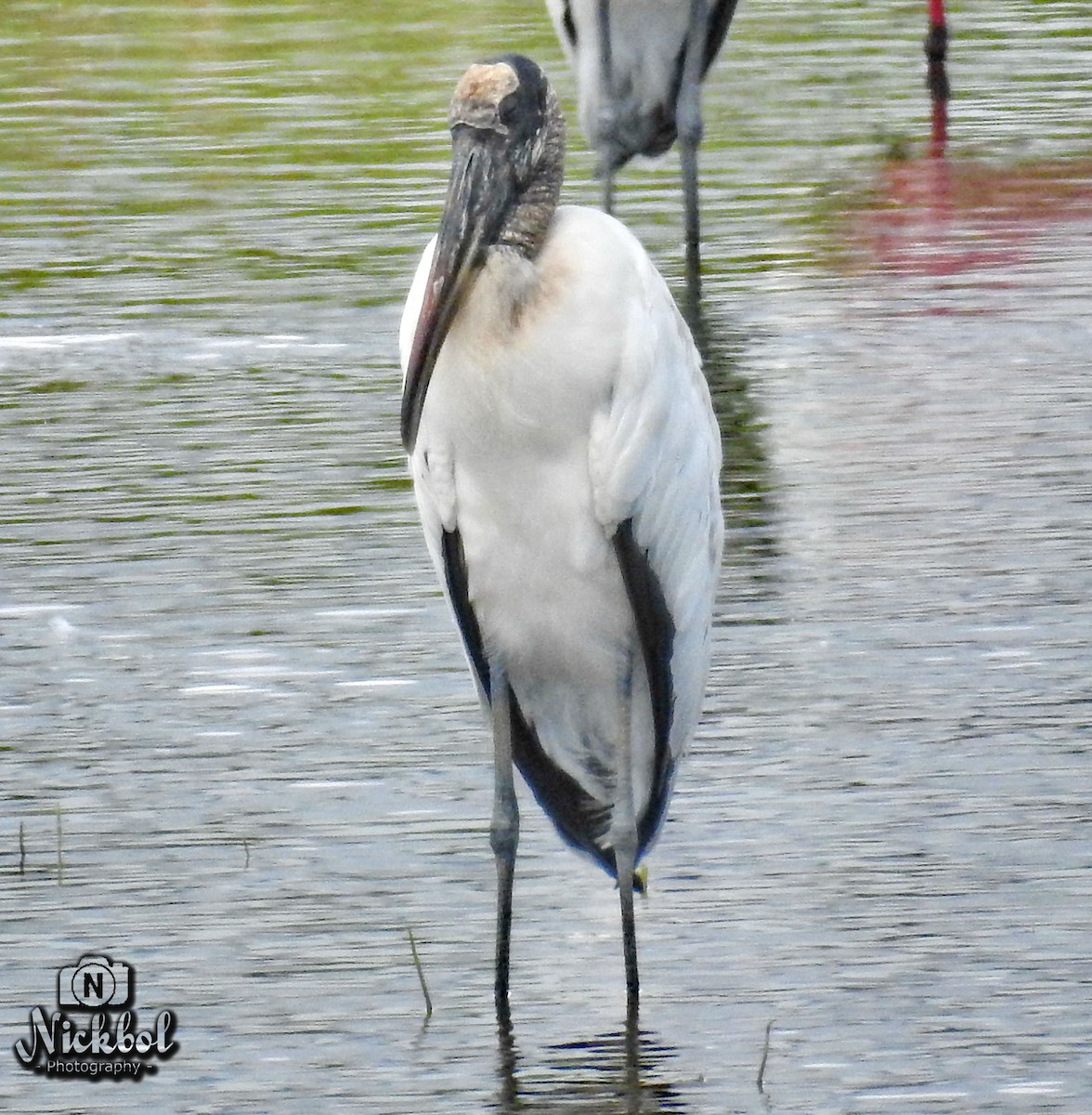 Wood Stork - Nick Bolanos