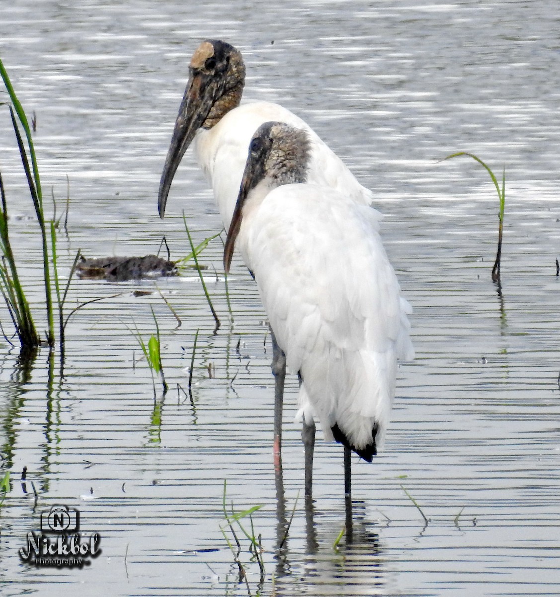 Wood Stork - Nick Bolanos