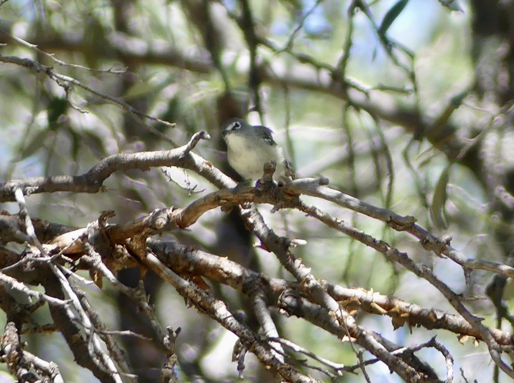 Vireo Plomizo - ML480270381