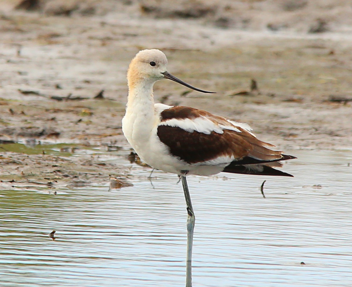 Avocette d'Amérique - ML480270571