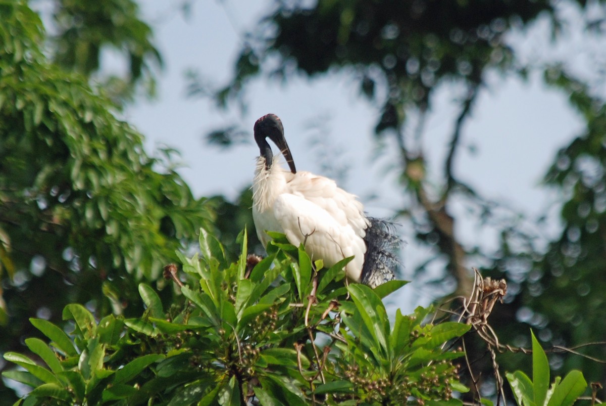 Australian Ibis - Nigel Voaden