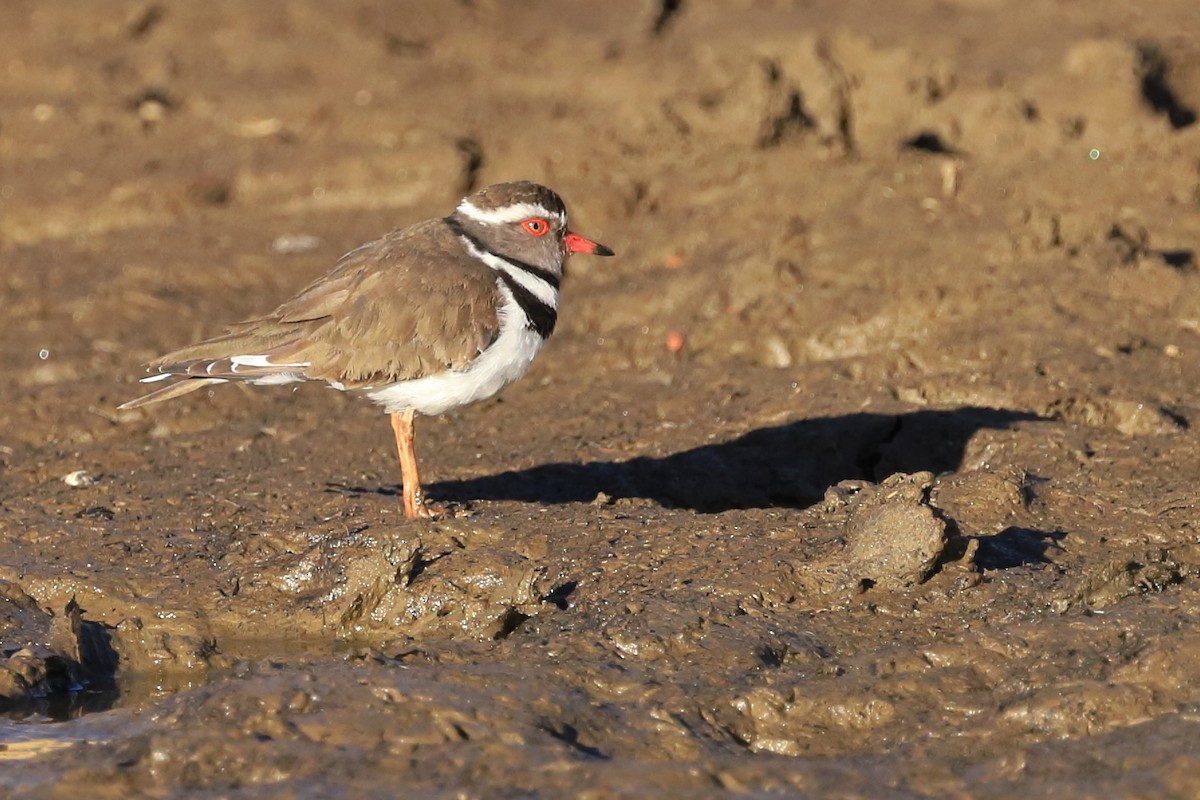 Three-banded Plover - Phil Stouffer