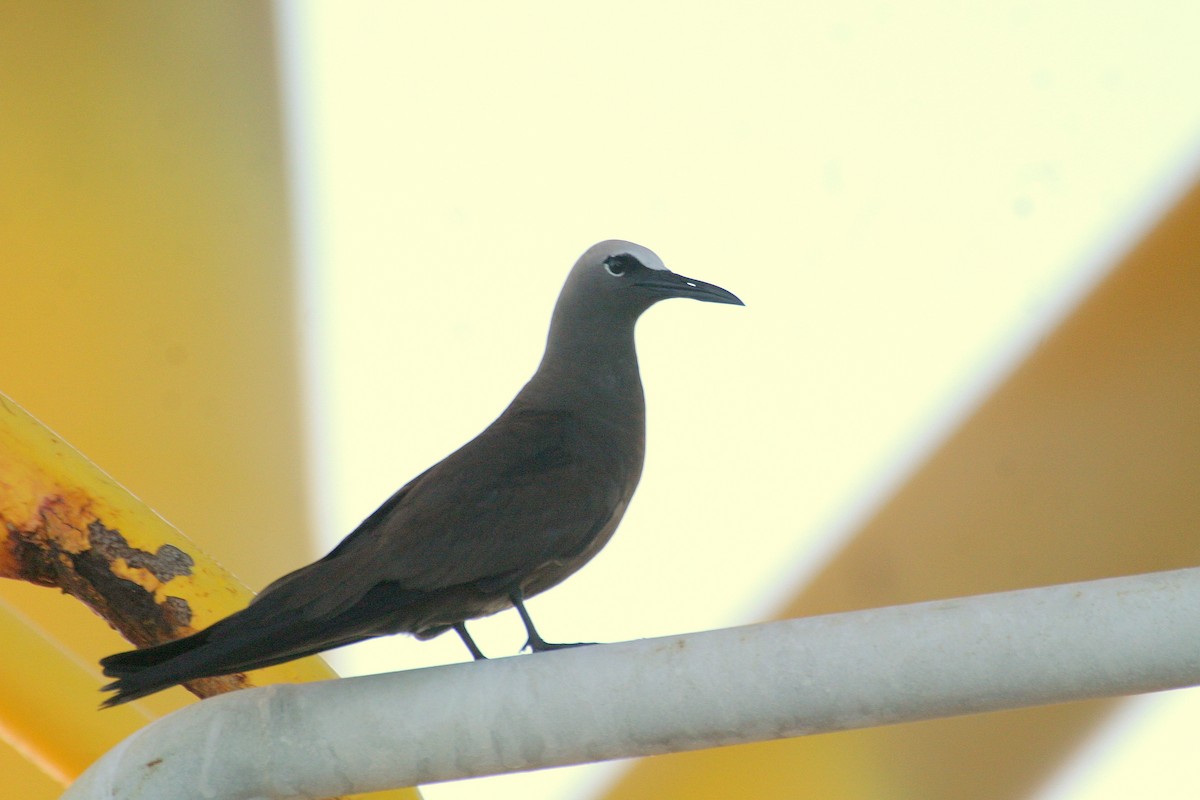 Brown Noddy - ML480271811