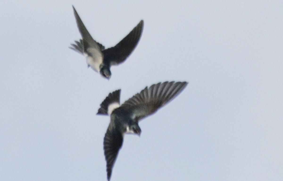 White-rumped/Chilean Swallow - ML480272221