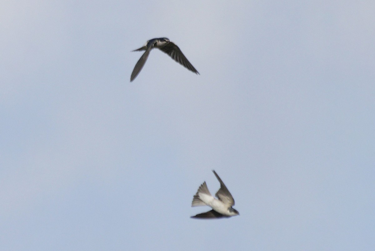 White-rumped/Chilean Swallow - ML480272231