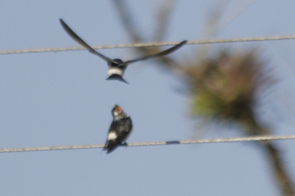 White-rumped/Chilean Swallow - ML480272241