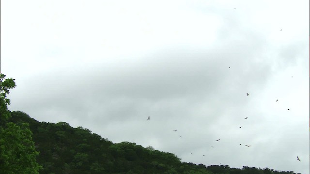 new world vulture sp. - ML480273