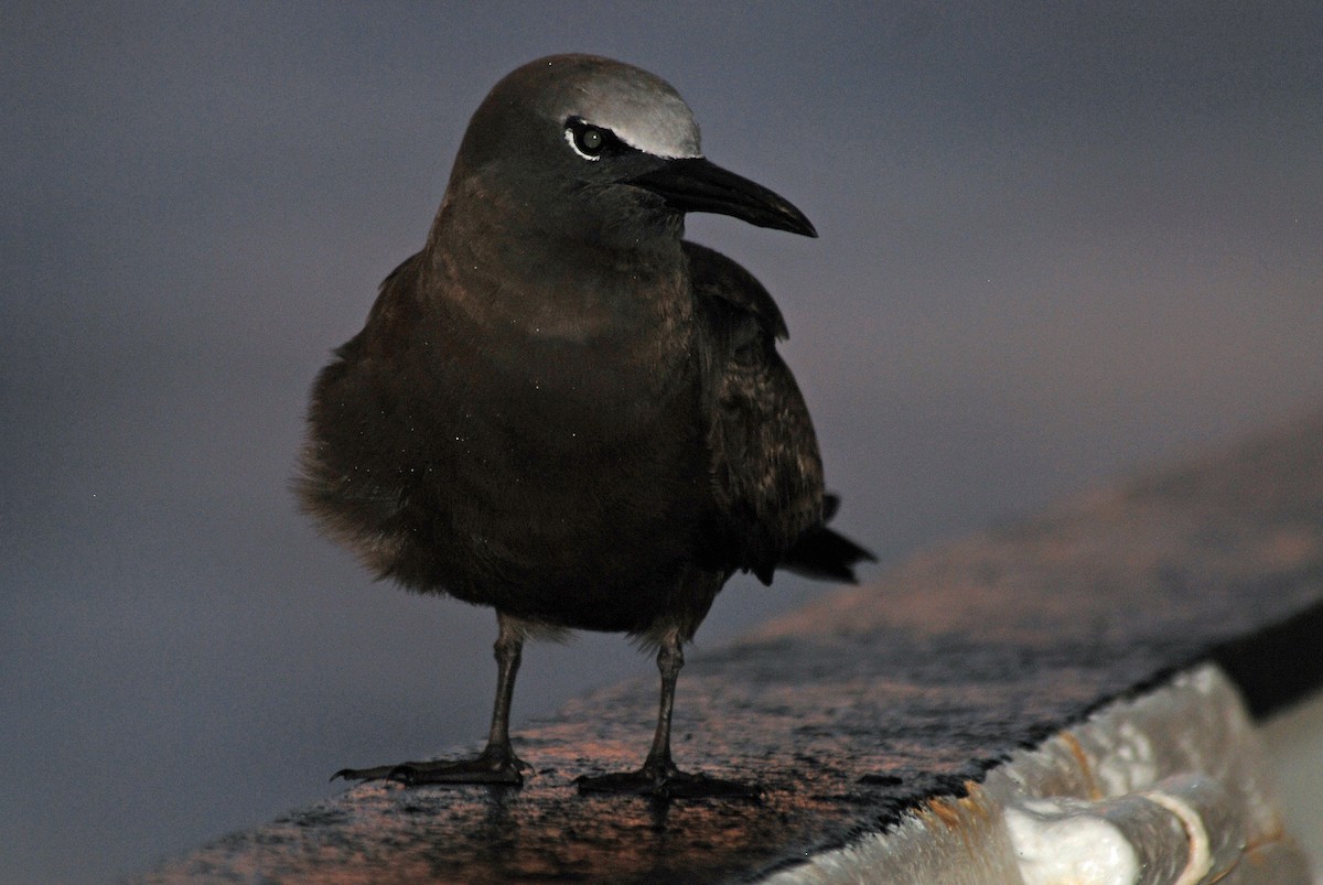 Brown Noddy - ML48027301