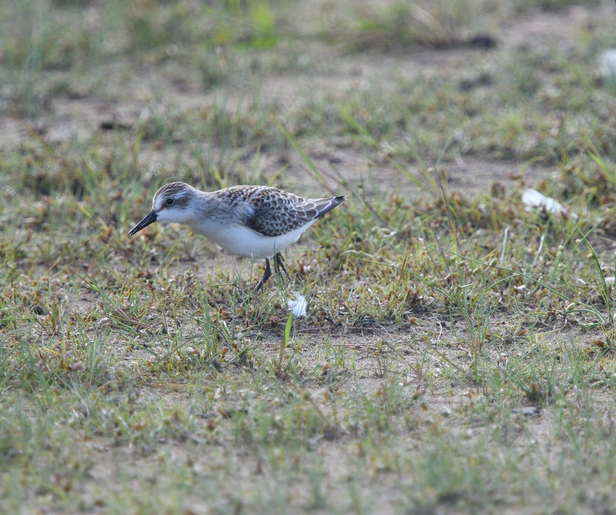 Semipalmated Sandpiper - ML480273061