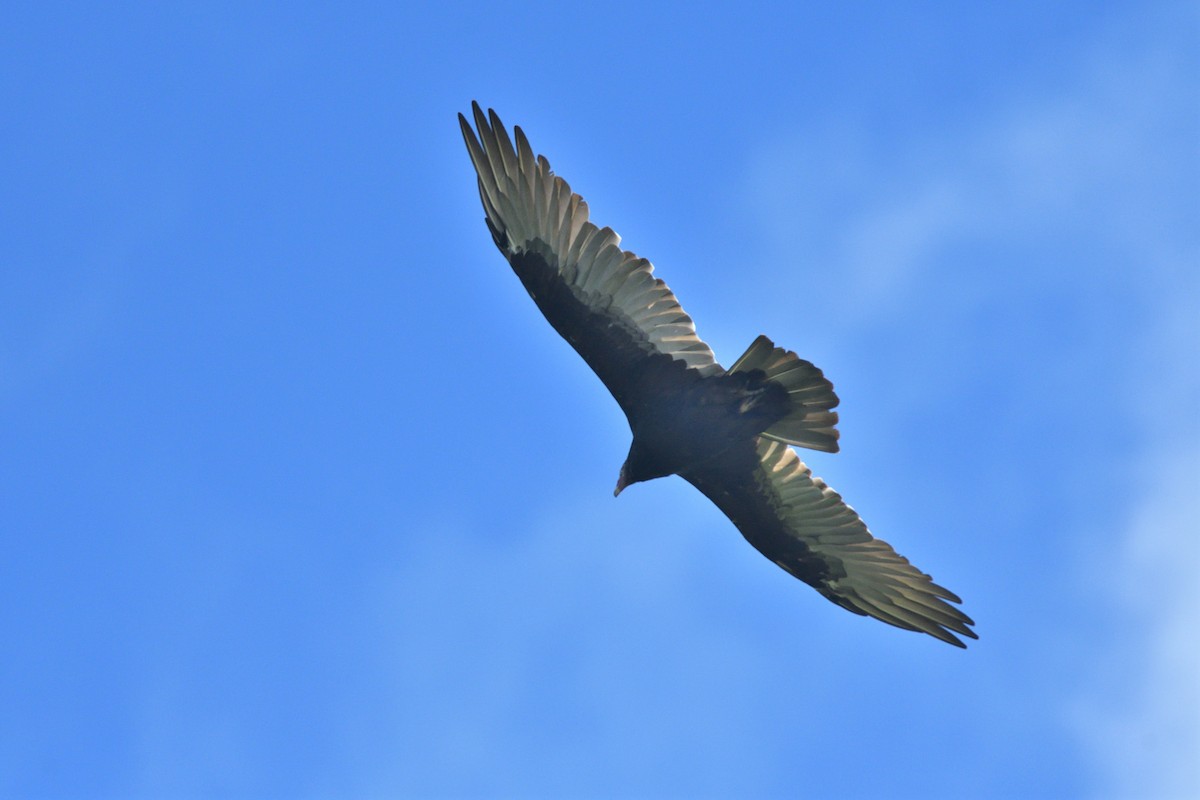 Turkey Vulture - ML480273281