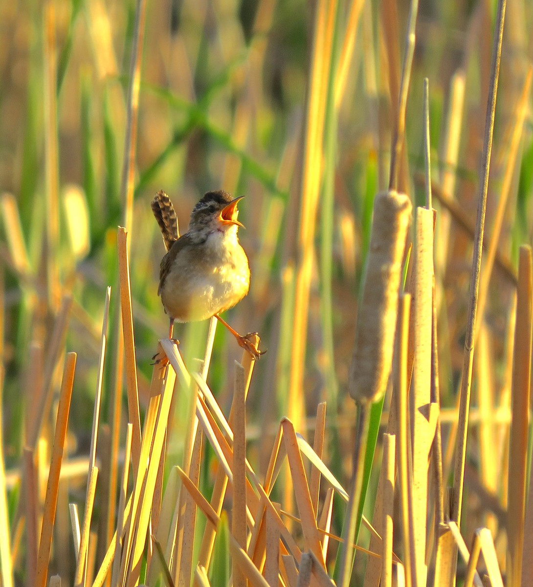 Marsh Wren - ML48027391