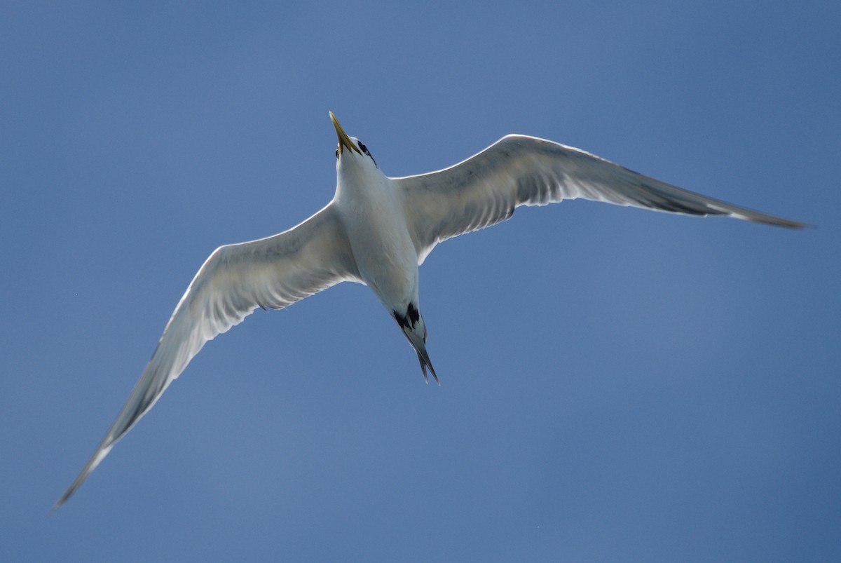 Great Crested Tern - ML48027401