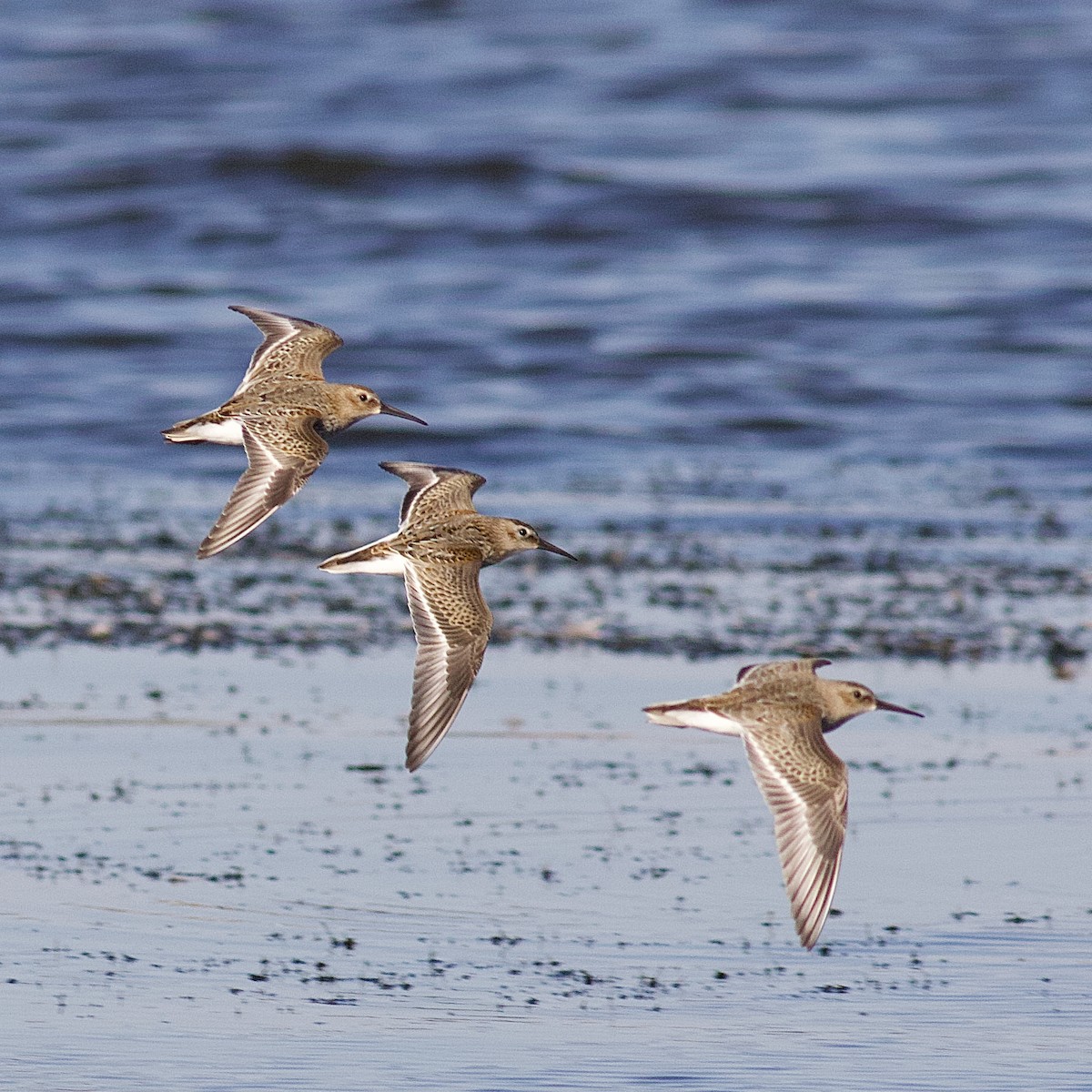 Dunlin - Young Kon Yong