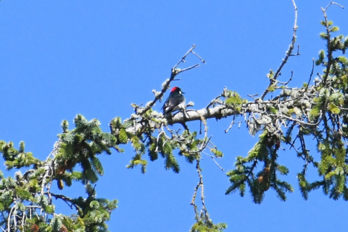 Carpintero Bellotero - ML480275361