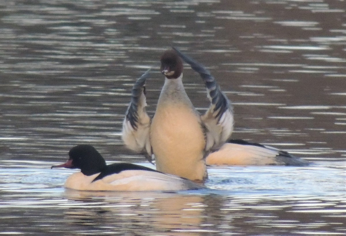 Common Merganser - ML480275431