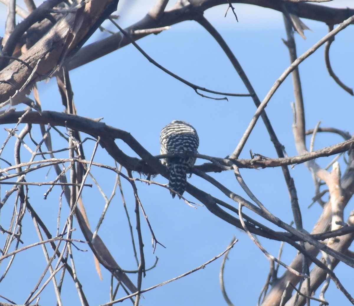 Striped Woodpecker - ML480276591