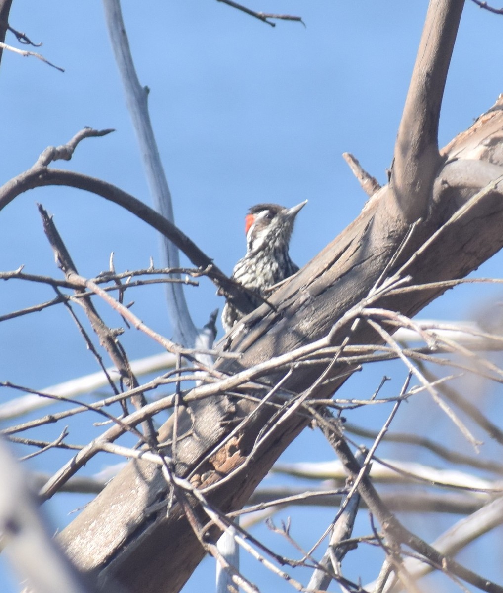 Striped Woodpecker - ML480276641