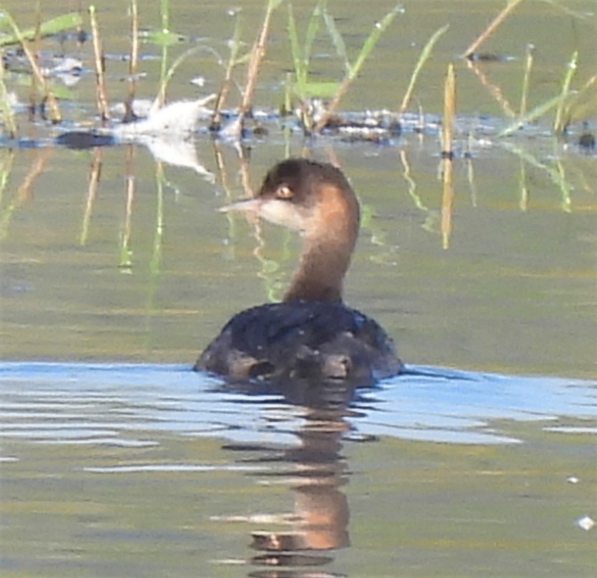 Eared Grebe - ML480276741