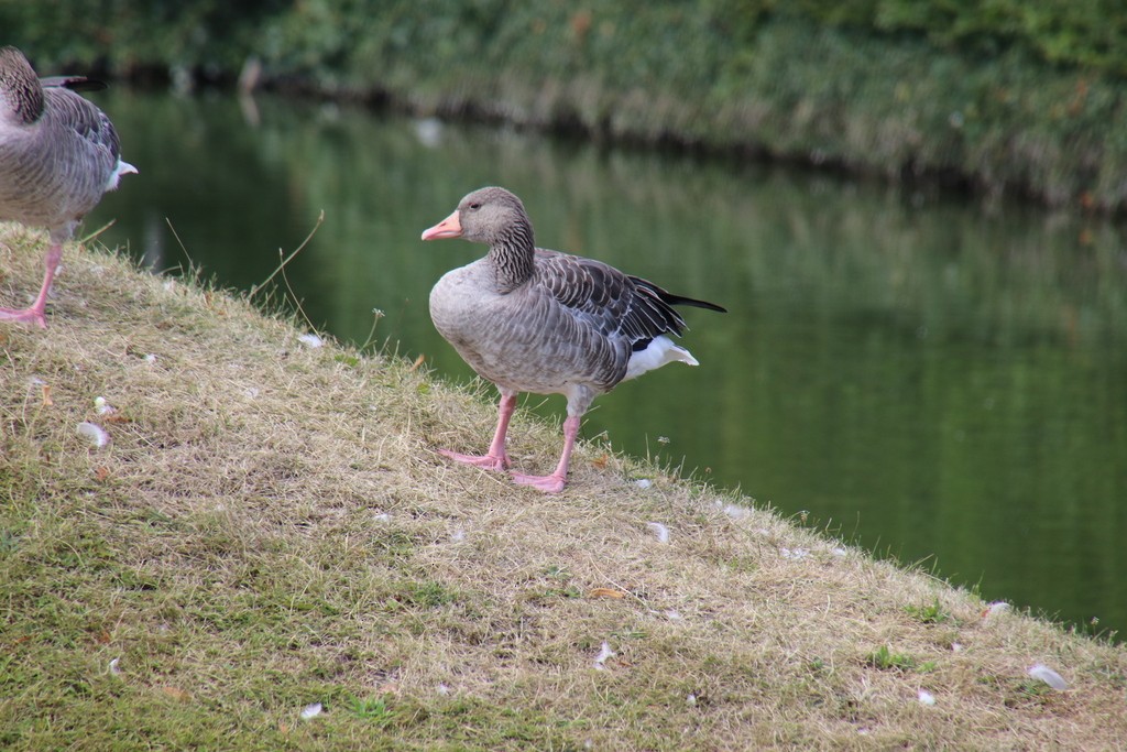 Graylag Goose (European) - ML480277041