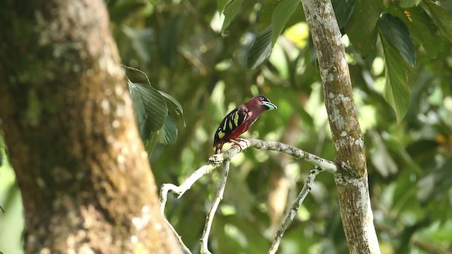 Banded Broadbill - ML480278