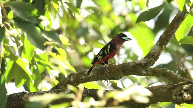 Banded Broadbill - ML480279