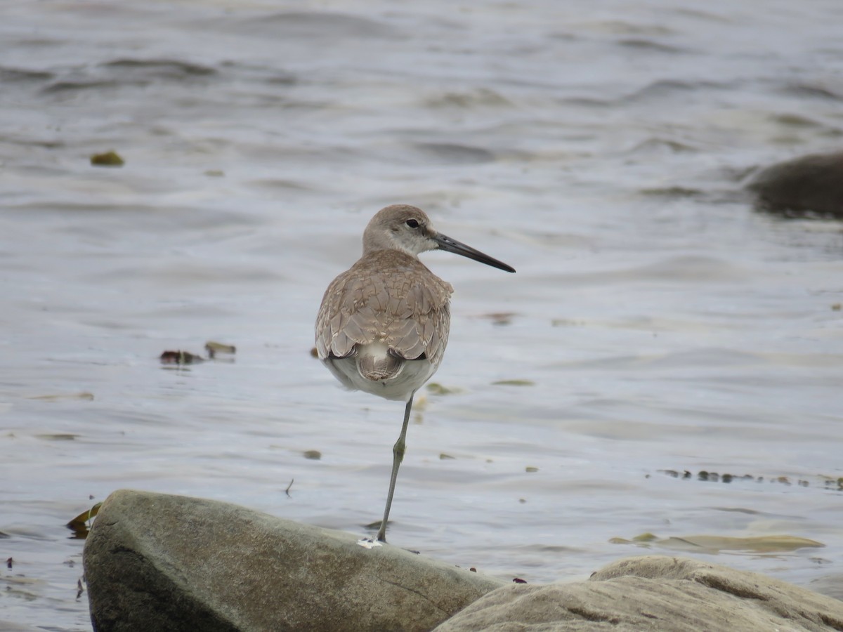 Willet (Western) - ML480279621