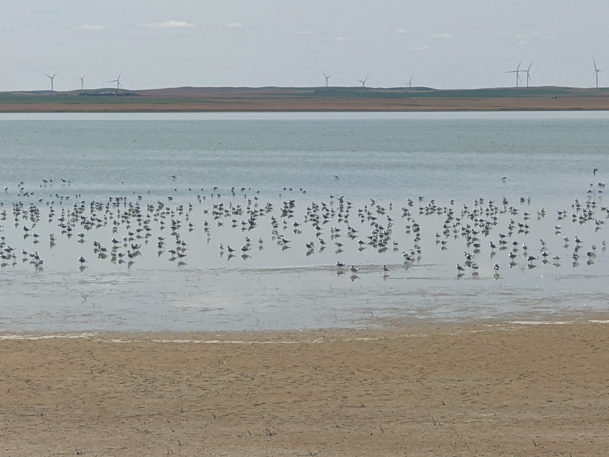 Franklin's Gull - ML480279881