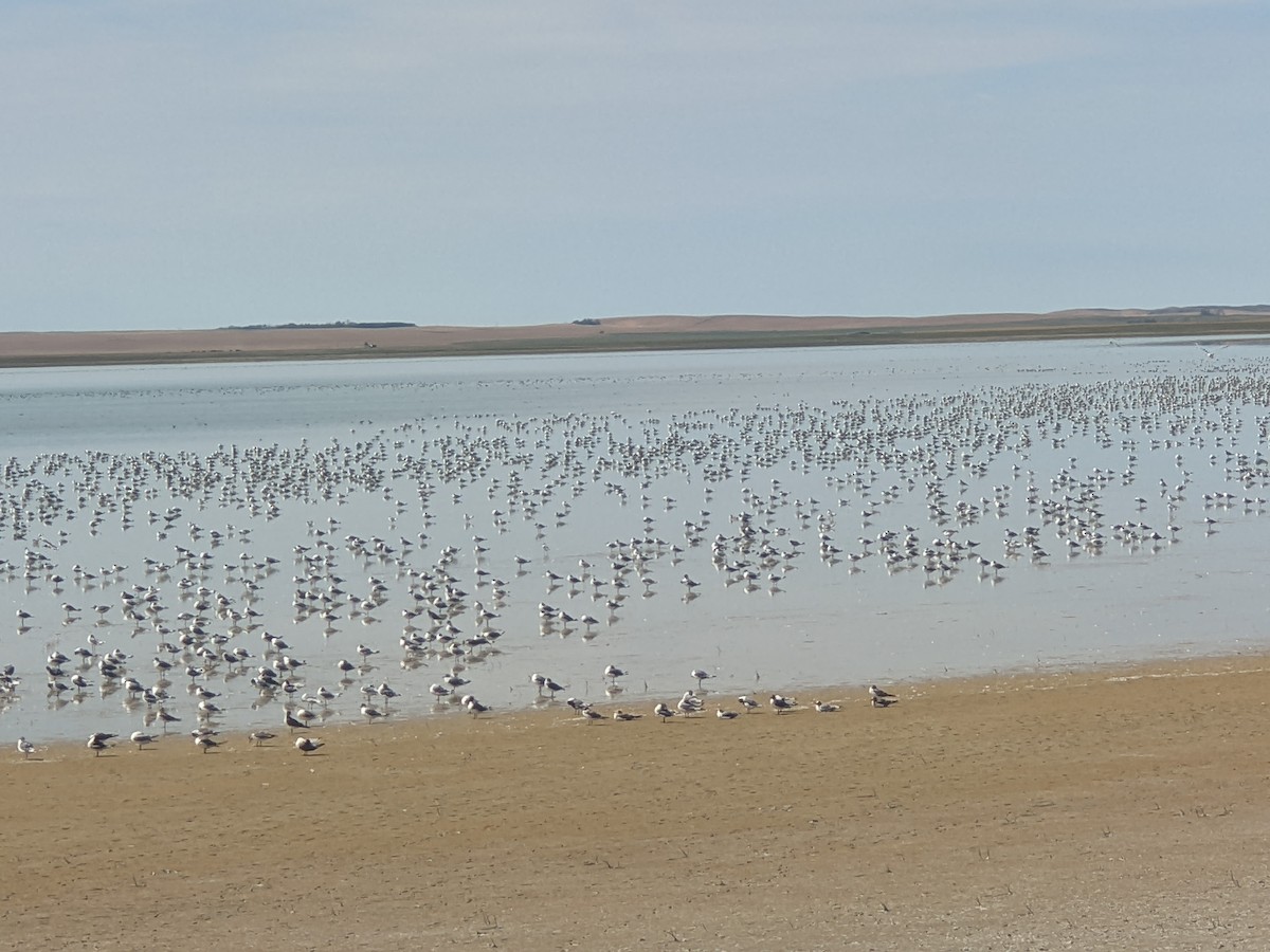 Franklin's Gull - ML480279951