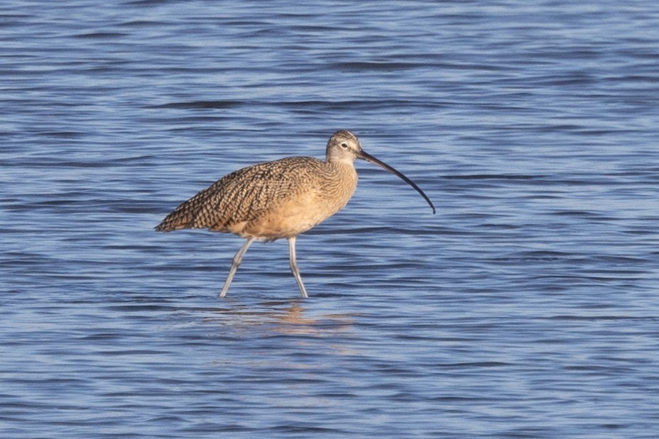 Long-billed Curlew - Loni Ye