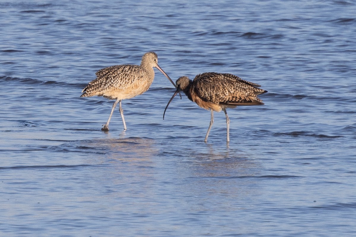 Long-billed Curlew - ML480280001