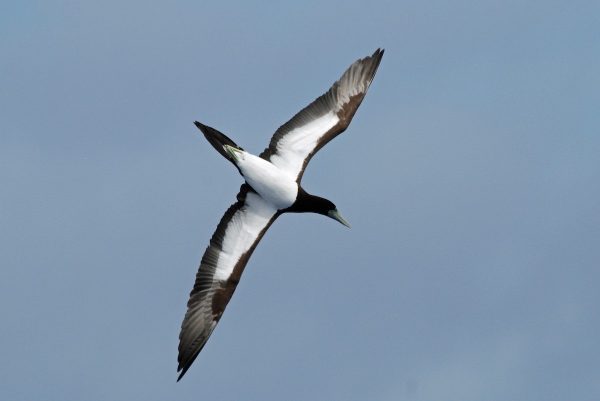 Brown Booby (Forster's) - Nigel Voaden