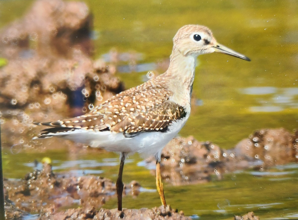 Solitary Sandpiper - ML480281021