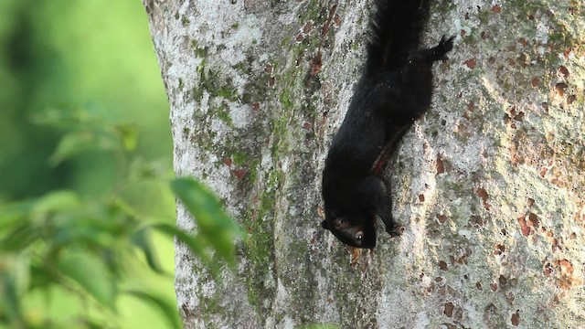 Prevost's squirrel - ML480282