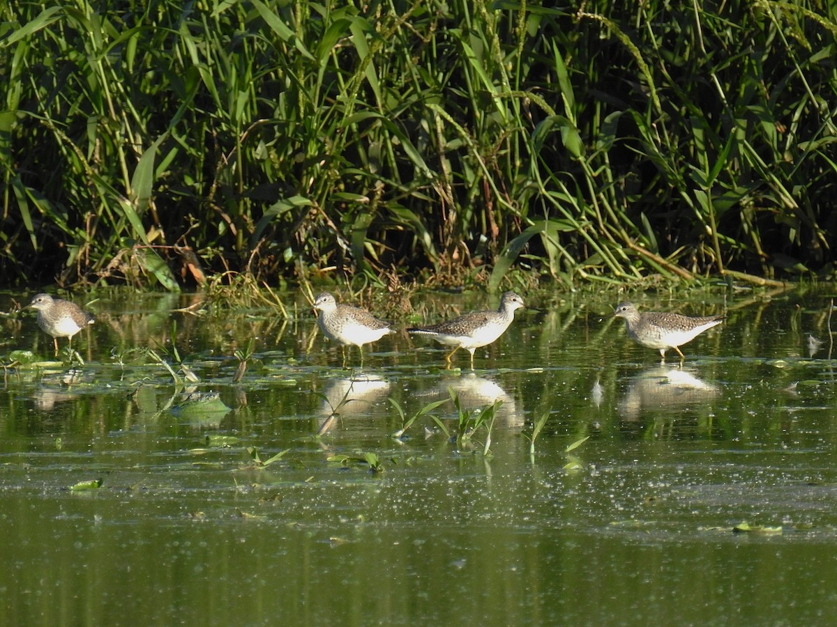 Lesser Yellowlegs - ML480282631