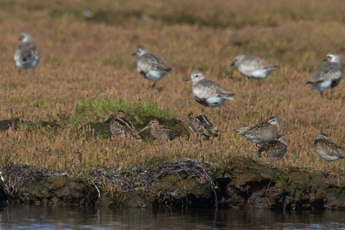 Wilson's Snipe - ML480282781