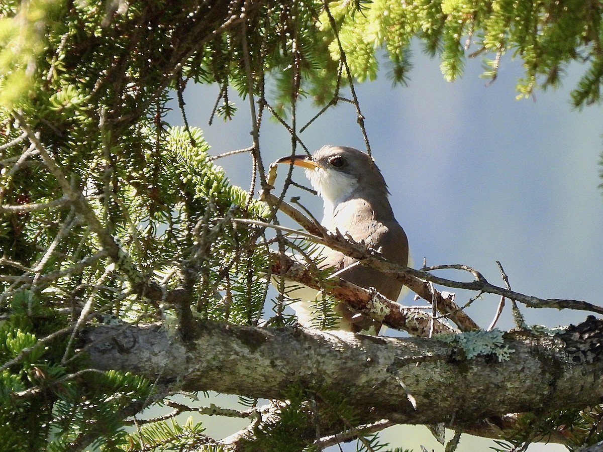Yellow-billed Cuckoo - Marie-France Cote