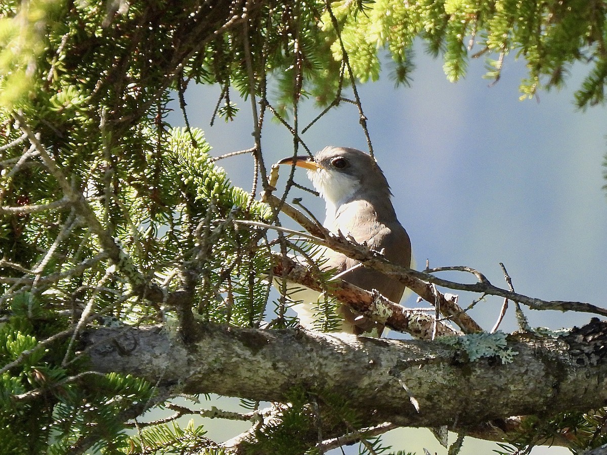 Yellow-billed Cuckoo - ML480285031