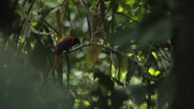 Red-naped Trogon - ML480286