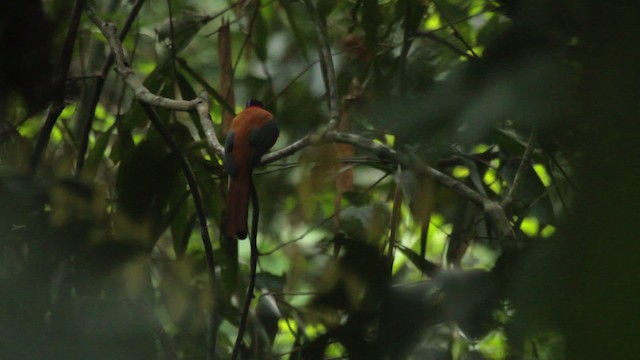 Red-naped Trogon - ML480287