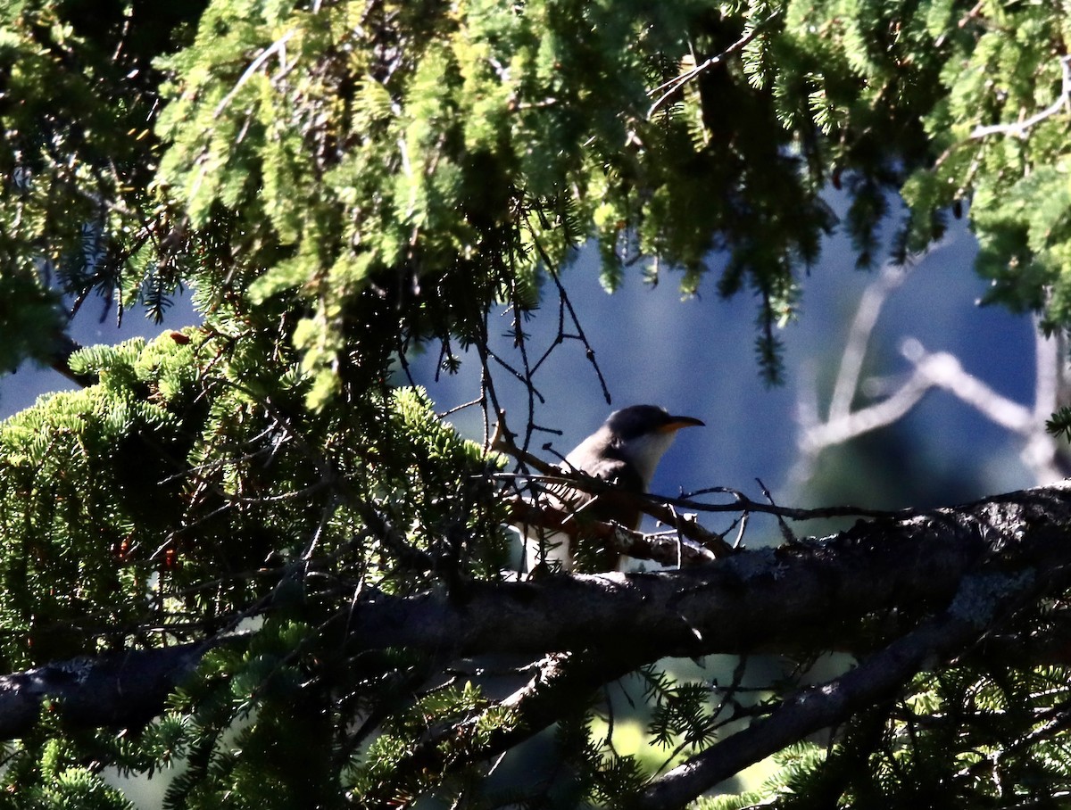 Yellow-billed Cuckoo - ML480287041