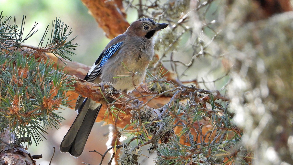 Eurasian Jay - ML480288431