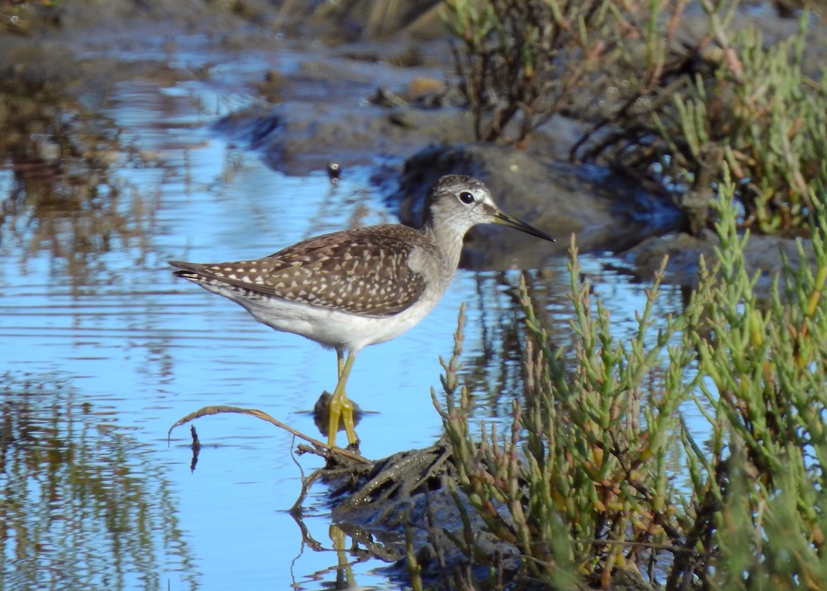 Wood Sandpiper - ML480288511