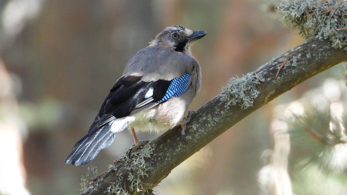 Eurasian Jay - ML480288551